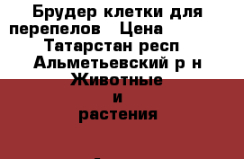 Брудер,клетки для перепелов › Цена ­ 5 000 - Татарстан респ., Альметьевский р-н Животные и растения » Аксесcуары и товары для животных   